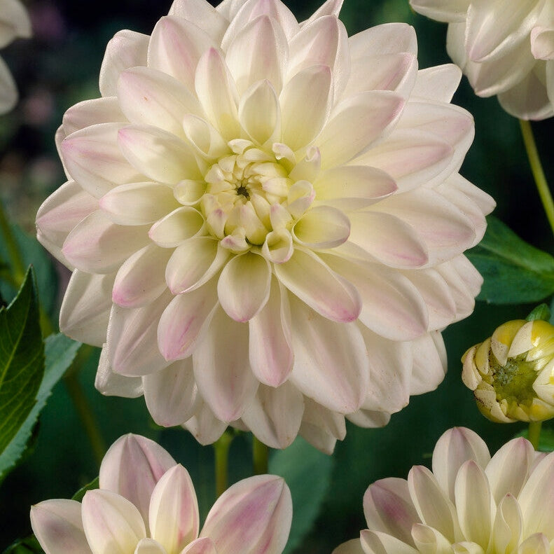 Dahlia Border Wittem 1-pack